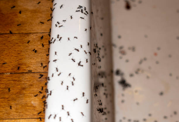 Best Affordable Pest Control Services  in Franklin Lakes, NJ